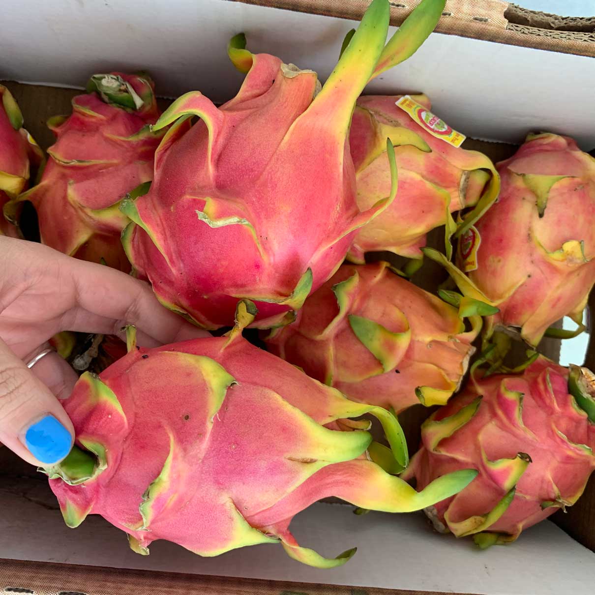 Dragon Fruit