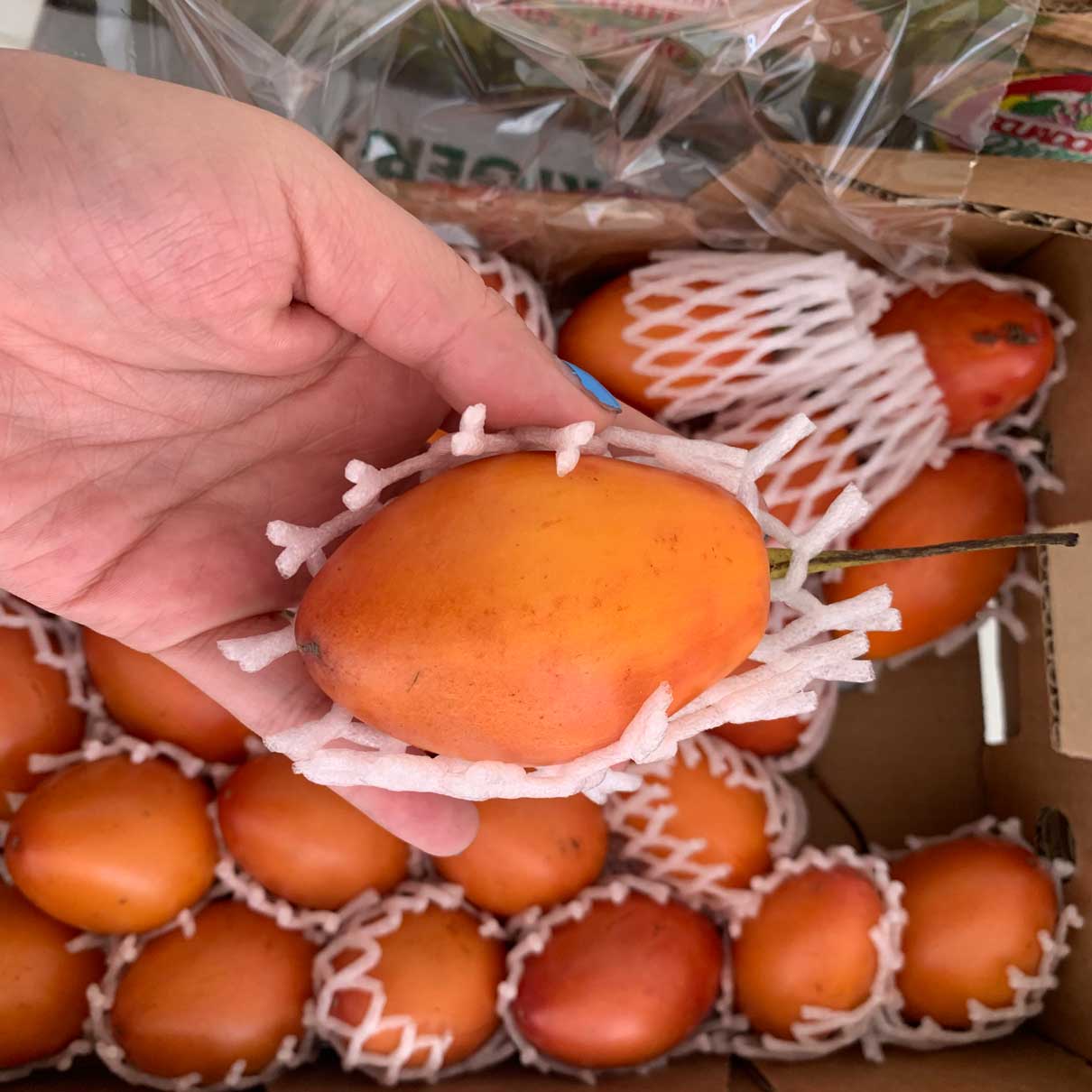 Tomate de arbol